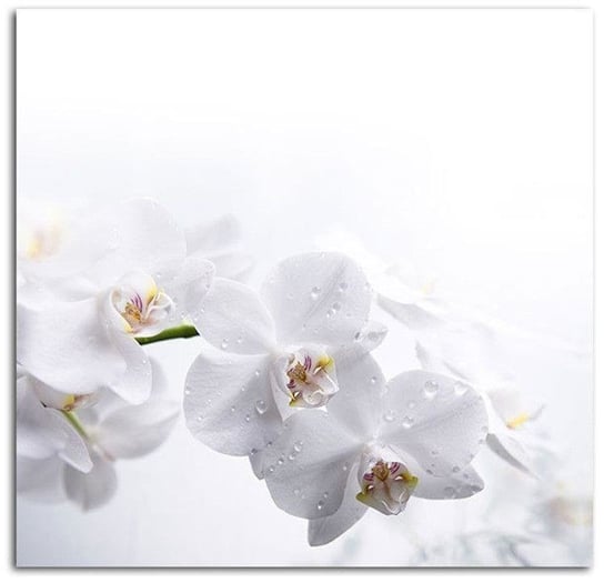 Obraz na płótnie FEEBY, Biała Orchidea Natura 40x40 Feeby
