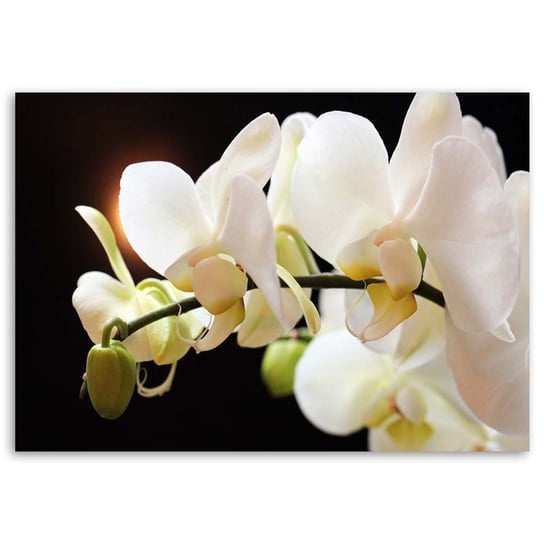 Obraz na płótnie FEEBY, Biała Orchidea Natura 90x60 Feeby