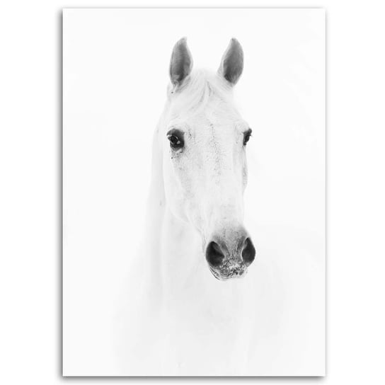 Obraz na płótnie FEEBY, Biały Koń Zwierzęta Natura 70x100 Feeby