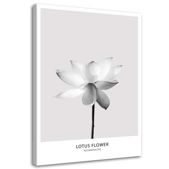 Obraz na płótnie FEEBY, Biały kwiat lotosu 70x100 Feeby