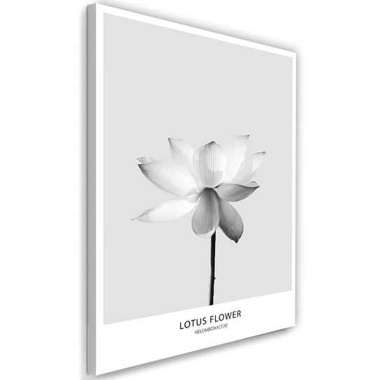 Obraz na płótnie FEEBY, Biały Kwiat Lotosu Natura 60x90 Feeby