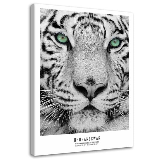 Obraz na płótnie FEEBY, Biały tygrys 80x120 Feeby