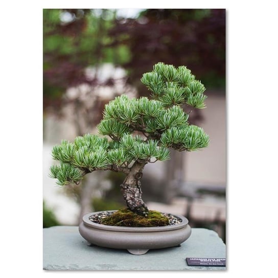 Obraz na płótnie FEEBY, Bonsai Drzewo Roślina 40x50 Feeby