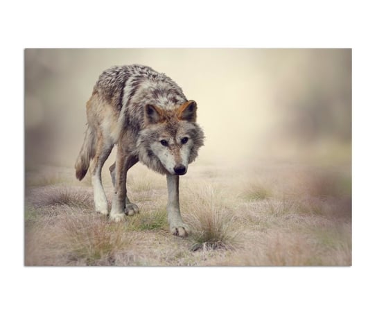 Obraz na płótnie FEEBY Canvas, Skradający się wilk, 70x100 cm Feeby