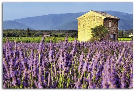 Obraz na płótnie FEEBY Canvas, Toskania krajobraz pole lawendy, 70x100 cm Feeby
