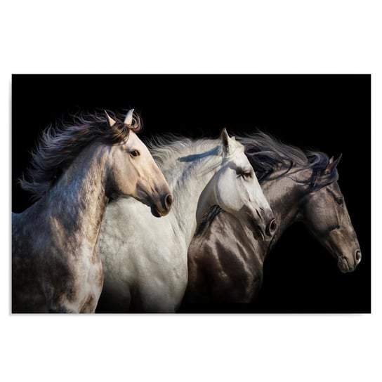 Obraz na płótnie FEEBY Canvas, Trójka koni, 70x100 cm Feeby