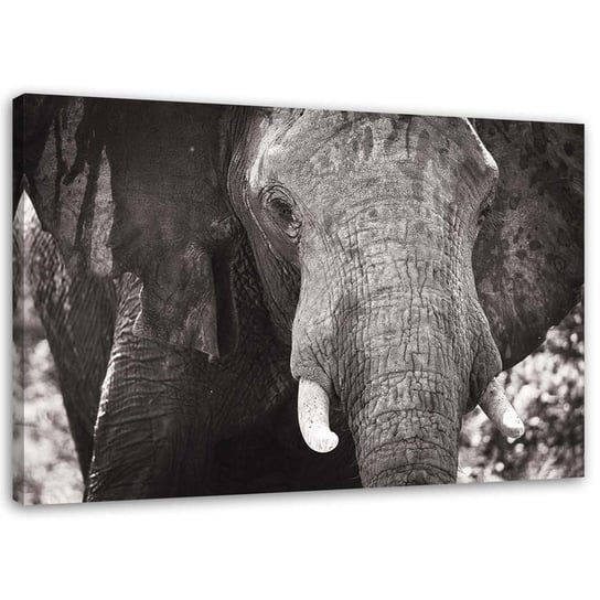 Obraz na płótnie FEEBY, Czarno-biały słoń 120x80 Feeby
