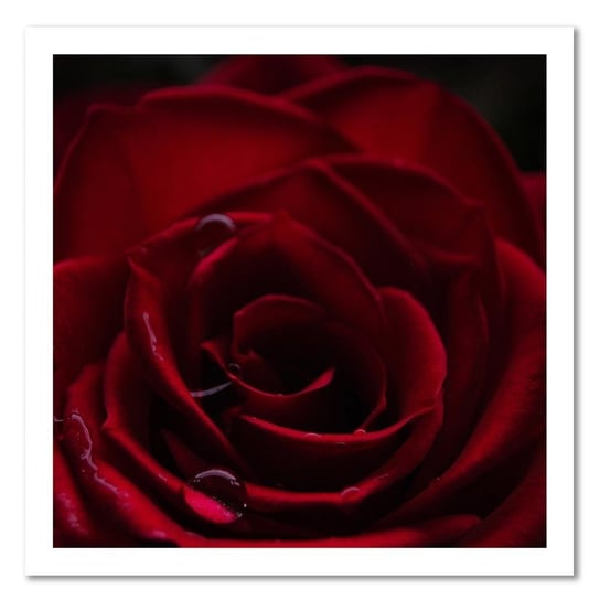 Obraz na płótnie FEEBY, Czerwona Róża Pąk Kwiat 30x30 Feeby