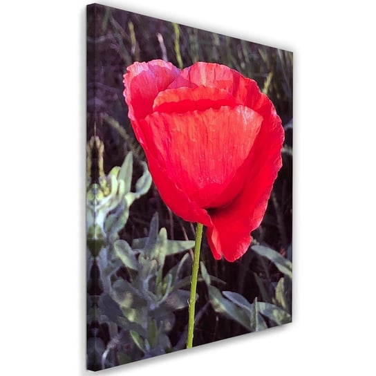 Obraz na płótnie FEEBY, Czerwony Kwiat Maku Natura 80x120 Feeby