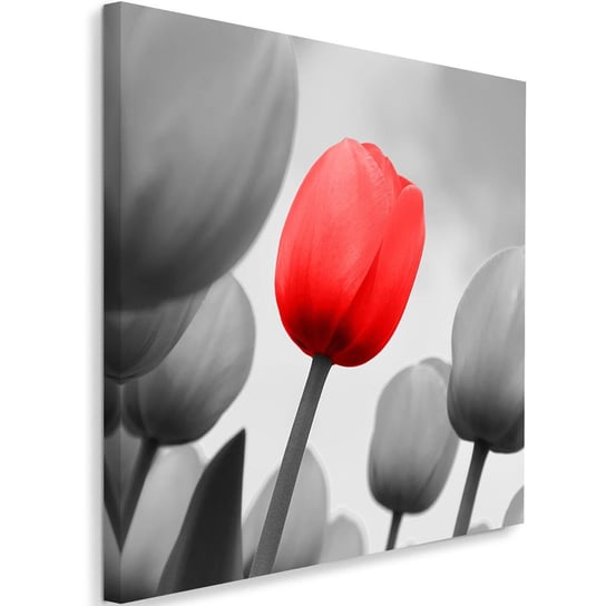 Obraz na płótnie FEEBY, Czerwony Tulipan Kwiat 80x80 Feeby