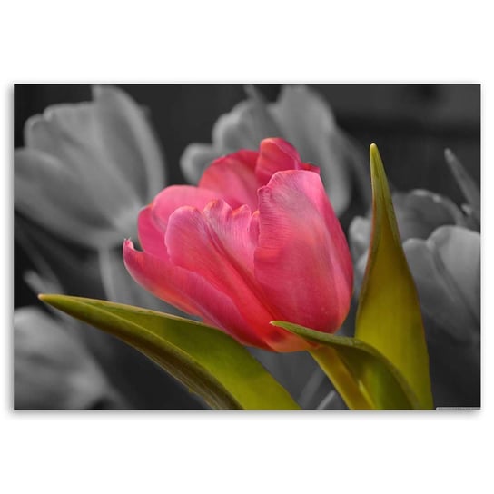 Obraz na płótnie FEEBY, Czerwony Tulipan Natura 90x60 Feeby