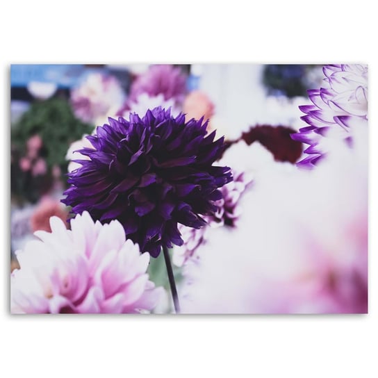 Obraz na płótnie FEEBY, Dalia Kwiat Fioletowy 100x70 Feeby