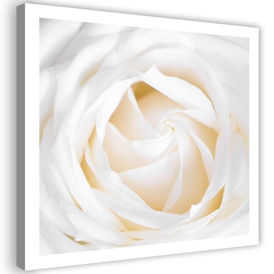 Obraz na płótnie FEEBY, Delikatna Biała Róża 40x40 Feeby