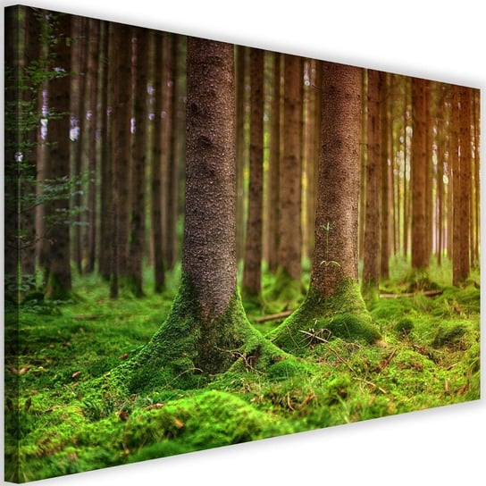 Obraz na płótnie FEEBY, Drzewa w mchu Krajobraz obraz 120x80 Feeby