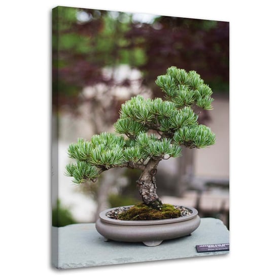 Obraz na płótnie FEEBY, Drzewko bonsai na kamieniach 60x90 Feeby