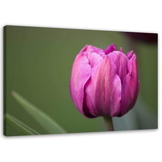 Obraz na płótnie FEEBY, Fioletowy kwiat tulipana 90x60 Feeby