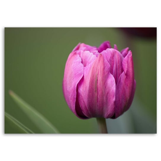 Obraz na płótnie FEEBY, Fioletowy Tulipan Kwiat 100x70 Feeby