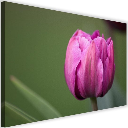 Obraz na płótnie FEEBY, Fioletowy Tulipan Kwiat 90x60 Feeby