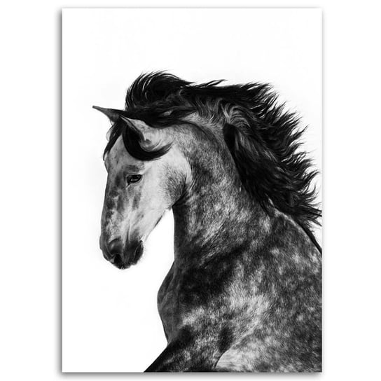 Obraz na płótnie FEEBY, Koń Zwierzęta Galop 70x100 Feeby