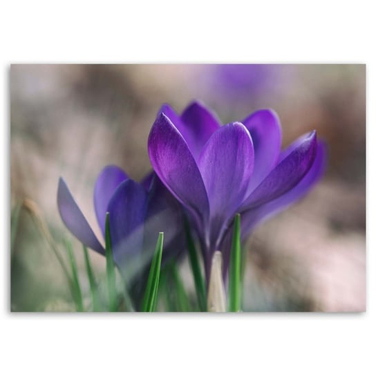 Obraz na płótnie FEEBY, Krokusy Wiosna Kwiaty Natura 100x70 Feeby