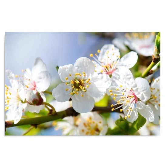 Obraz na płótnie FEEBY, Kwiat Jabłoni Natura 80x60 Feeby
