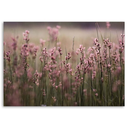 Obraz na płótnie FEEBY, Kwiaty Polne Różowy Natura 100x70 Feeby