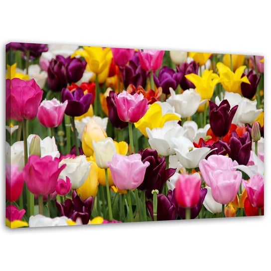 Obraz na płótnie FEEBY, Łąka pełna tulipanów 60x40 Feeby