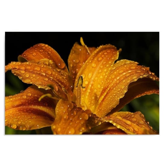 Obraz na płótnie FEEBY, Lilia Kwiat Złoty Natura 70x50 Feeby