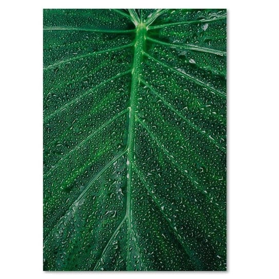 Obraz na płótnie FEEBY, Liść Natura Roślina Zielony 80x120 Feeby