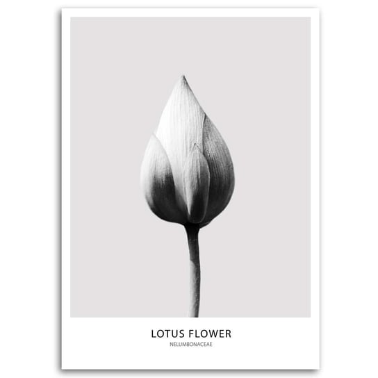 Obraz na płótnie FEEBY, Lotos Kwiat Czarno Biały 70x100 Feeby