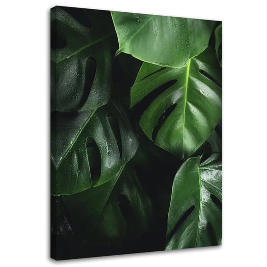 Obraz na płótnie FEEBY, Monstera liście 70x100 Feeby