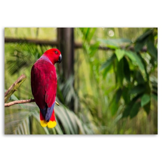 Obraz na płótnie FEEBY, Papuga Raj Ptaki Natura 100x70 Feeby