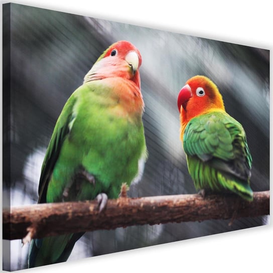 Obraz na płótnie FEEBY, Papugi Kolorowe Ptaki 60x40 Feeby