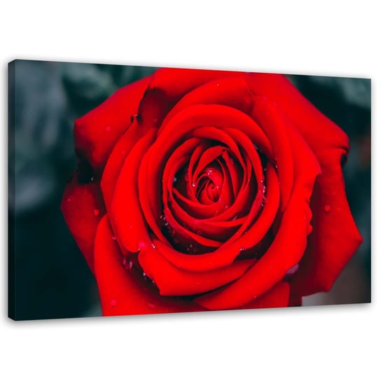 Obraz na płótnie FEEBY, Piękna czerwona róża 90x60 Feeby