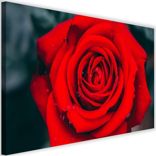 Obraz na płótnie FEEBY, Piękna Czerwona Róża Kwiat 120x80 Feeby