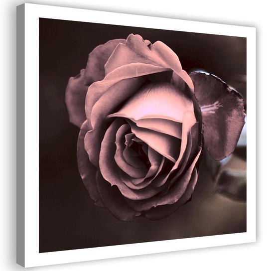 Obraz na płótnie FEEBY, Piękna Różowa Róża Kwiat 90x90 Feeby
