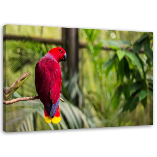 Obraz na płótnie FEEBY, Rajska papuga 60x40 Feeby