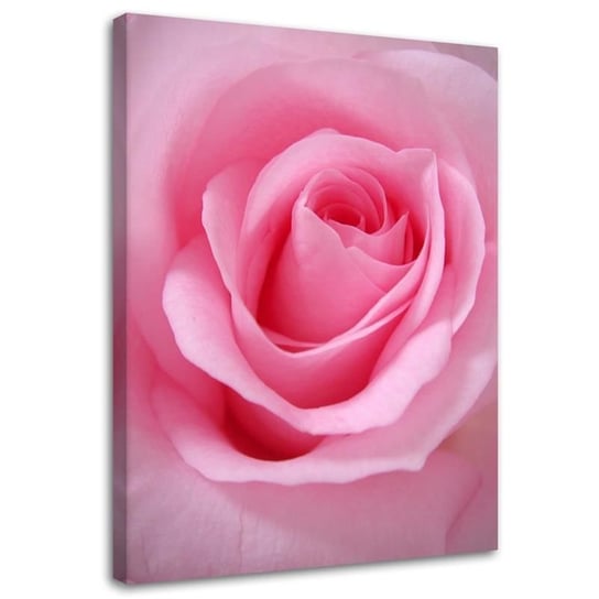Obraz na płótnie FEEBY, Róża Kwiat roślina różowy 70x100 Feeby