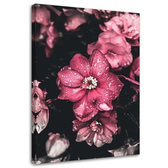Obraz na płótnie FEEBY, Różowe kwiaty na ciemnym tle 60x90 Feeby