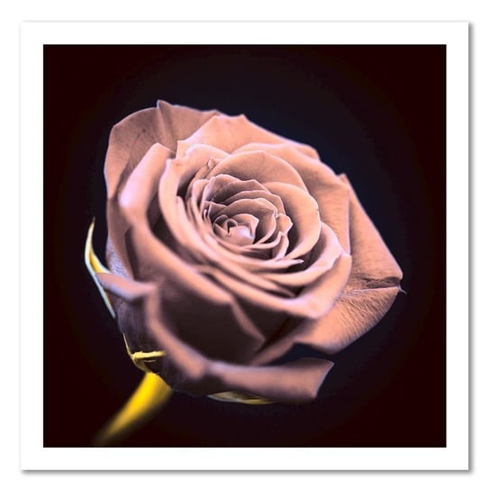Obraz na płótnie FEEBY, różowy Kwiat Róży Natura 30x30 Feeby