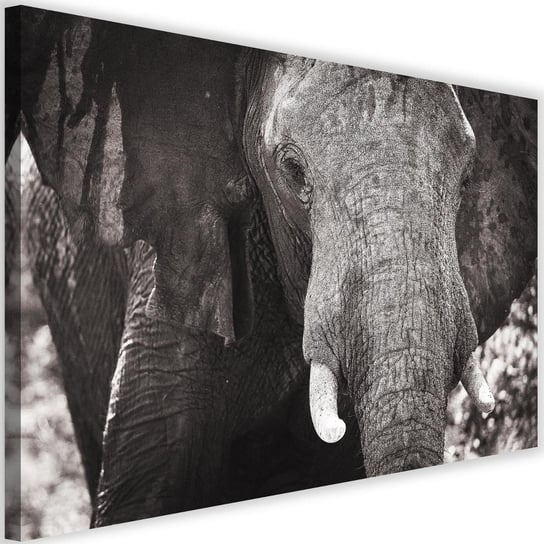 Obraz na płótnie FEEBY, Słoń Afryka Czarno Biały 90x60 Feeby