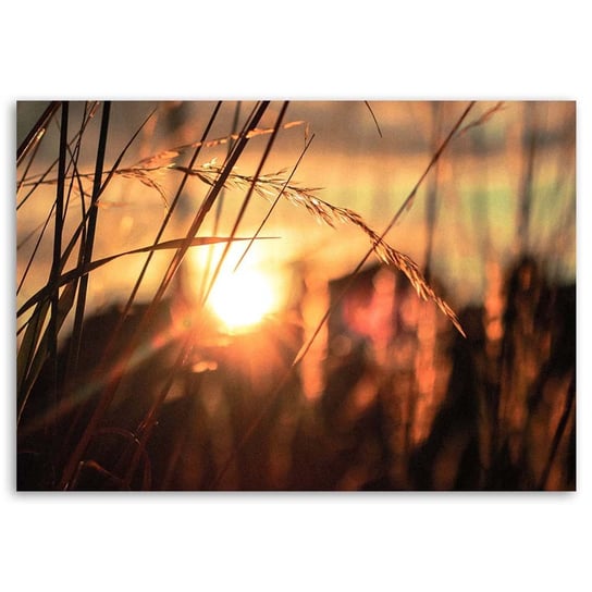 Obraz na płótnie FEEBY, Trawa Zachód Słońca Natura 100x70 Feeby