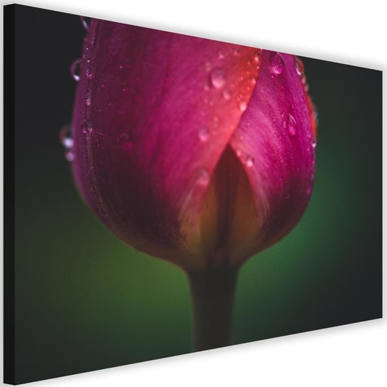 Obraz na płótnie FEEBY, Tulipan Kwiat Rosa różowy 60x40 Feeby