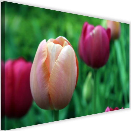 Obraz na płótnie FEEBY, Tulipan Kwiat Różowy 90x60 Feeby