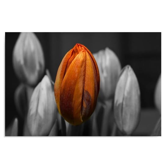 Obraz na płótnie FEEBY, Tulipan Pomarańczowy Szary 40x30 Feeby
