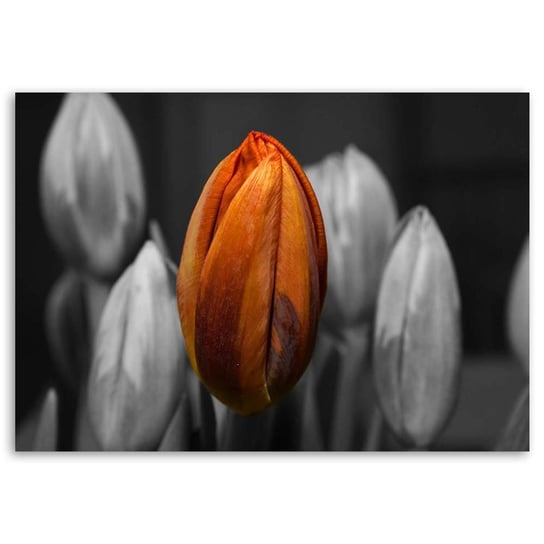Obraz na płótnie FEEBY, Tulipan Pomarańczowy Szary 60x40 Feeby