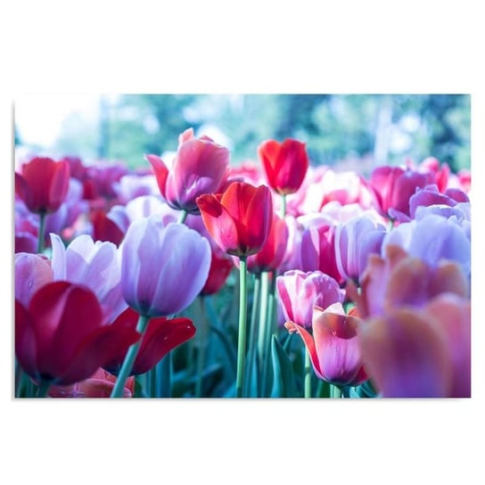 Obraz na płótnie FEEBY, Tulipany Czerwone Kwiaty 50x40 Feeby