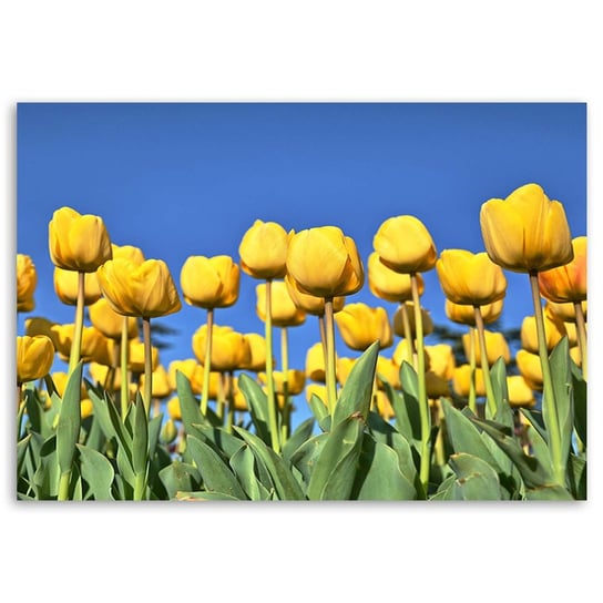 Obraz na płótnie FEEBY, Tulipany Kwiaty Natura 100x70 Feeby