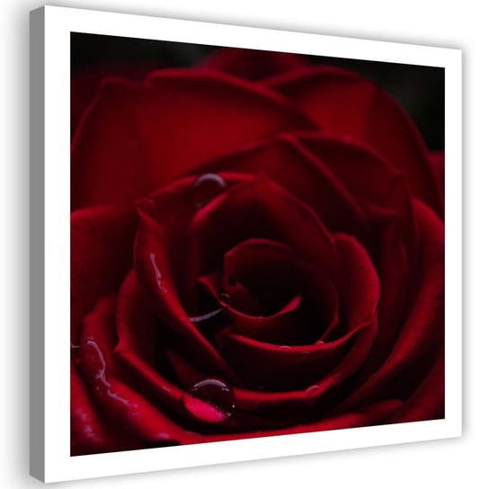 Obraz na płótnie FEEBY, Urok czerwonej róży 30x30 Feeby