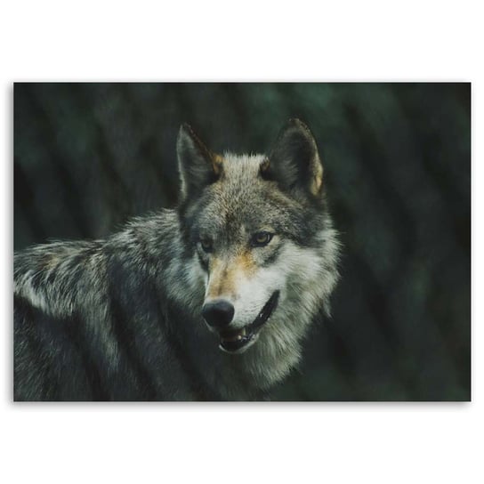 Obraz na płótnie FEEBY, Wilk Zwierzęta Natura 100x70 Feeby